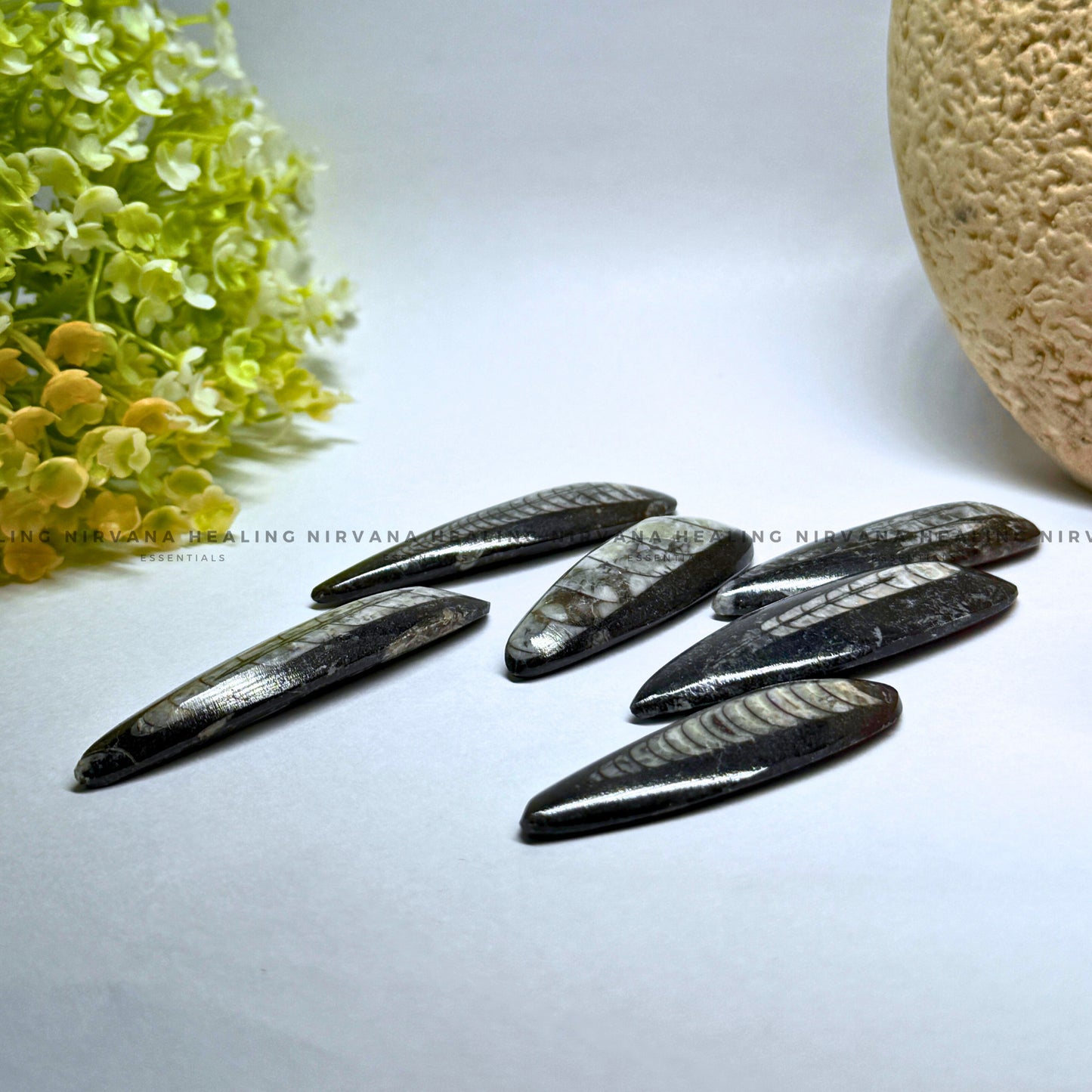 ORTHOCERAS KUBER STONE FOR FINANCIAL PROSPERITY (Wealth, Wisdom And Ancient Energy) image 5