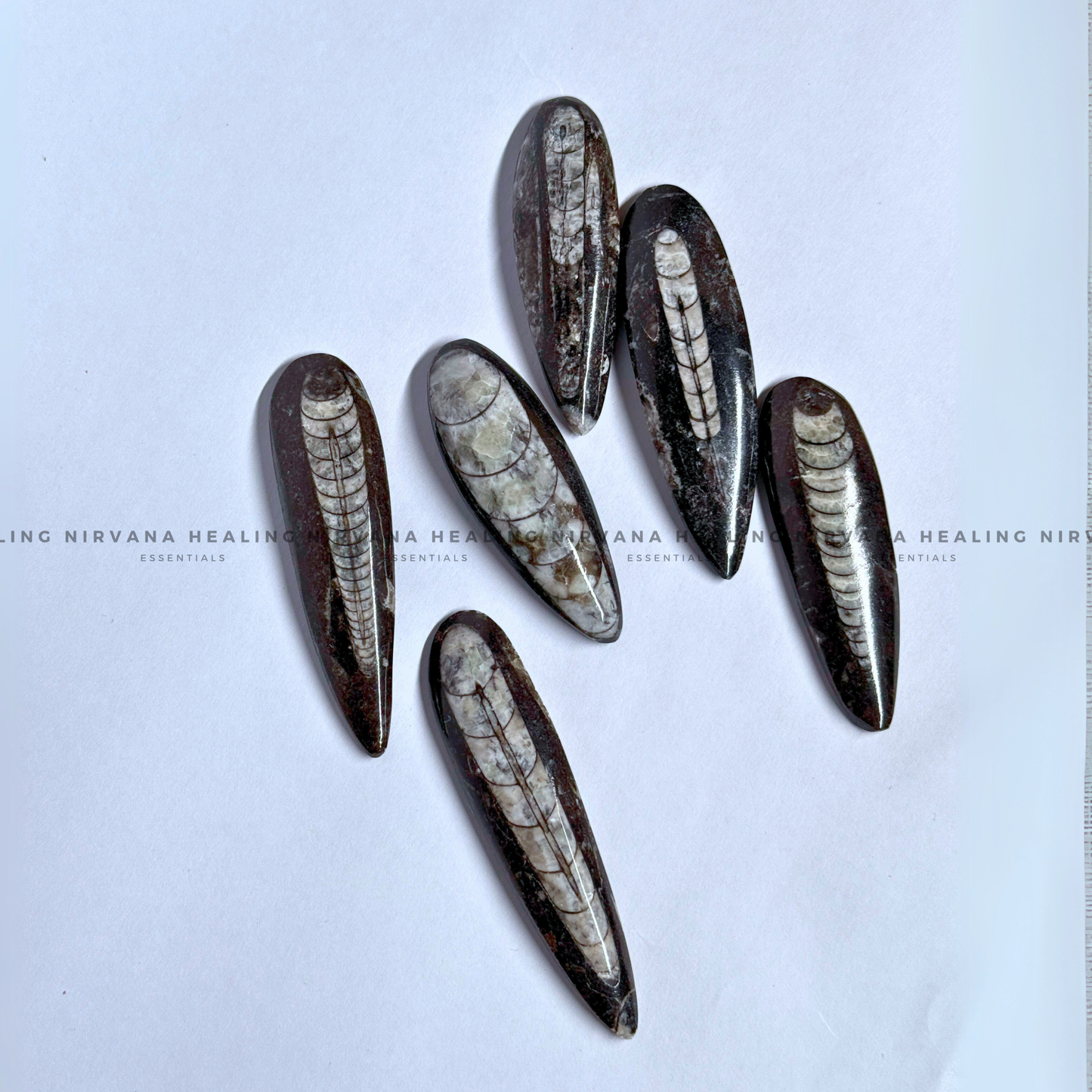 ORTHOCERAS KUBER STONE FOR FINANCIAL PROSPERITY (Wealth, Wisdom And Ancient Energy) image 4