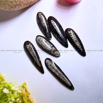 ORTHOCERAS KUBER STONE FOR FINANCIAL PROSPERITY (Wealth, Wisdom And Ancient Energy) image 1