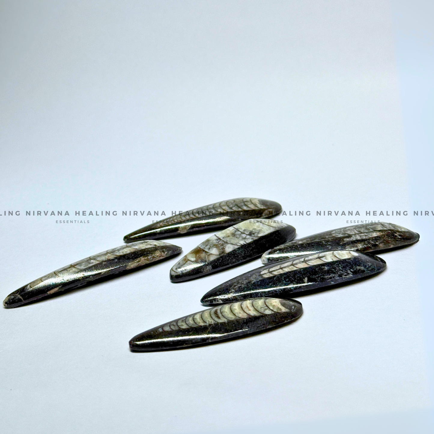 ORTHOCERAS KUBER STONE FOR FINANCIAL PROSPERITY (Wealth, Wisdom And Ancient Energy) image 3